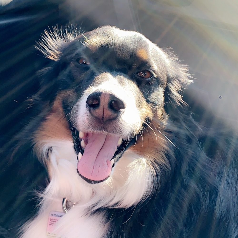 Meet your Posher, Grace